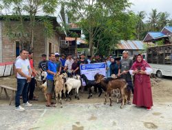 Pemprov Sulbar Distribusikan 1.870 Ekor Kambing untuk 5 Kabupaten