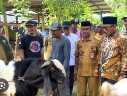 Capaian Gemilang Program Bantuan Kambing Pemprov Sulbar dalam Setengah Tahun, 25% Sudah Produktif
