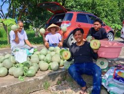 SDK–JSM Dorong Ketahanan Pangan, UPTD BBTPH DINAS TPHP Langsung Tancap Gas Panen Melon