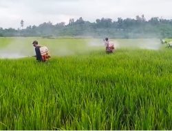 Petani Tommo Tersenyum, 7 Hektare Padi Terkendali dari Serangan Bercak Daun Cokelat
