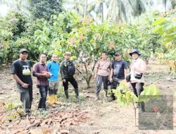 Perkuat Fondasi Perkebunan Sulbar, Pemerintah Percepat Penetapan Kebun Sumber Benih Kakao